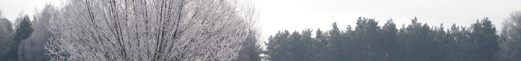 Skoda Scala 1.5 TSI 150 KM DSG Edition 130